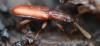 Silvanus bidentatus